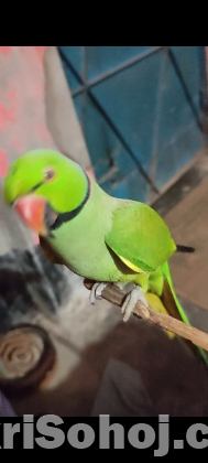 রিংনেট পুরুষ টিয়া